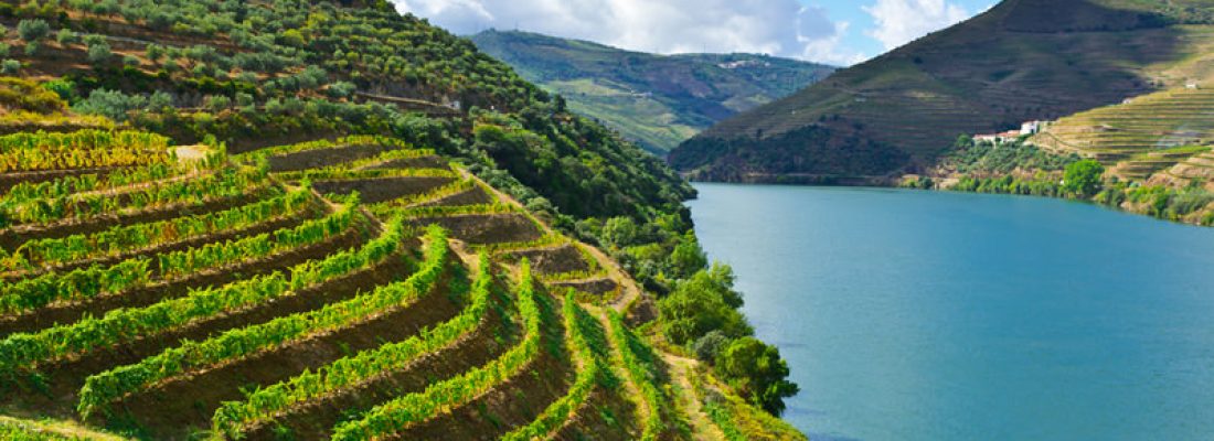 Discover the Wines of Portugal